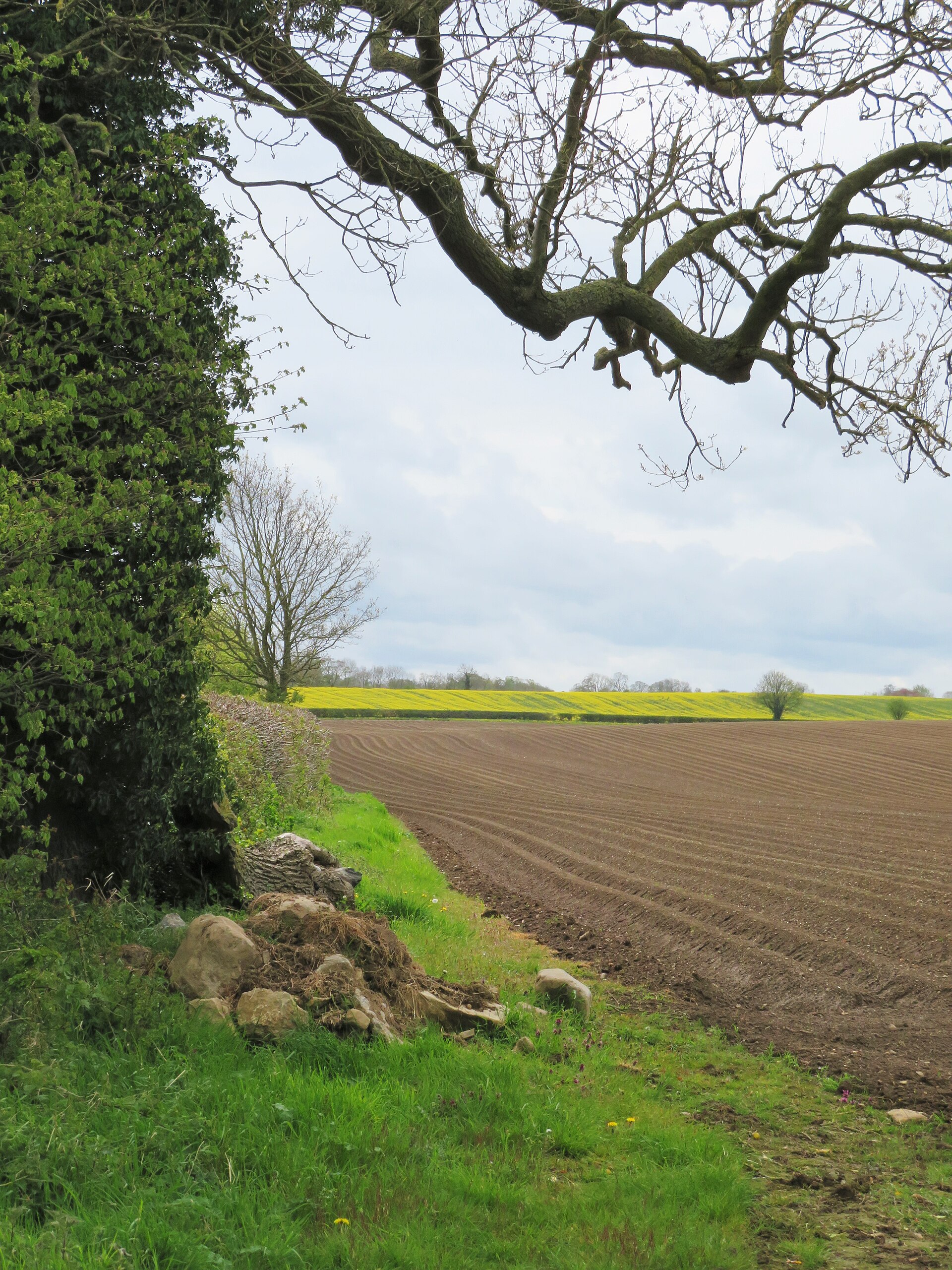 Open green fields under the sky north of the village of Melsonby